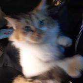 Cas