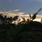 Liê