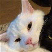 Chú