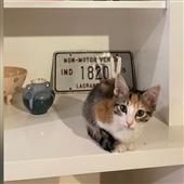 HER