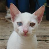 Bàn