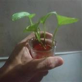 Lịc