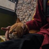 Gấu