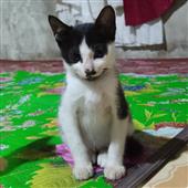 Tiề