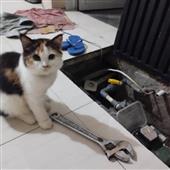 Tin