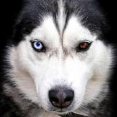 Kíc