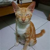 Trá