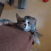 Wil