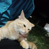 Chú