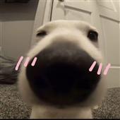 Đán
