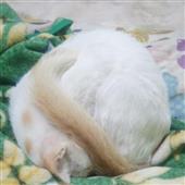 Kèo