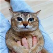 Biể