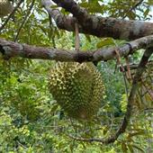 Lễ