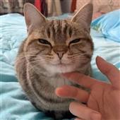 Kèo