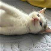 Kho