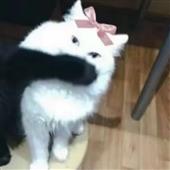 Giả