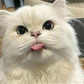 Tik
