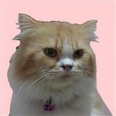 Cas
