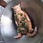 Rồn