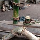 Trự