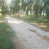 Soi