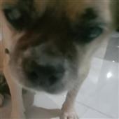 Cần
