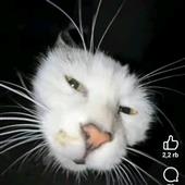 Han