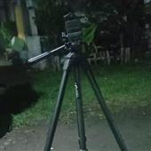 Ngô