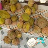 Luậ
