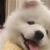 Cuộ