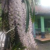 Hiệ