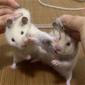 Hầu