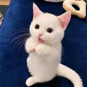 Lịc