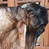 GuG