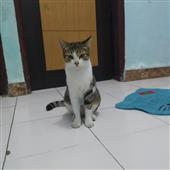 hàn