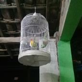 Tầm