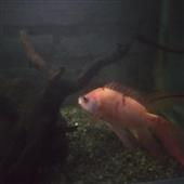 Bắt
