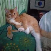 Già