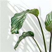 Kết