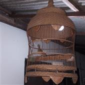 VỪN