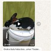Hoa