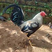 Giả