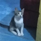 Rồn