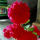 Bầu