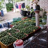Xiế