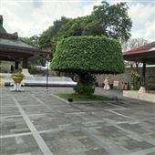 Cây