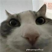Rev