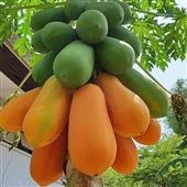 Trò